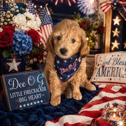 Dee-o-g - Apricot male Goldendoodle puppy in Aurora, Illinois from Chicago Goldendoodles