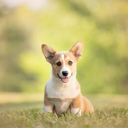 Grey collar- Yogi - Sable male Pembroke Welsh Corgi puppy in Waverly Hall, Georgia from 6g Ranch Corgis