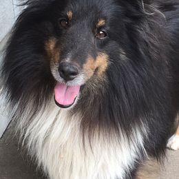 Shetland Sheepdogs from Southside Shelties
