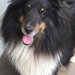 Shetland Sheepdogs from Southside Shelties