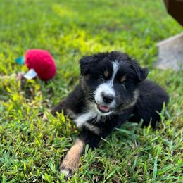 Light purple girl - Black tri-color female Australian Shepherd puppy in Hartville, Missouri from Stamper K9’s