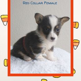 Red Female - Blue female Pembroke Welsh Corgi puppy in Wayne City, Illinois from Lash Livestock & Corgis