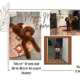 Poodle Puppies from Majestic Embrace