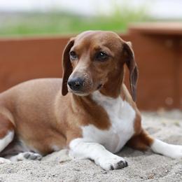 Dachshunds from Lucy’s Dachshund Home