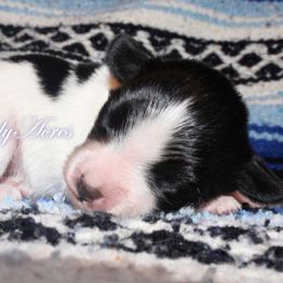 Boy 2 - Black brown and white male Papillon puppy in Missouri from Lovely Acres