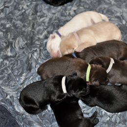"Week 1 puppy pile !" Labrador Retriever Puppies from Loudon's Labradors