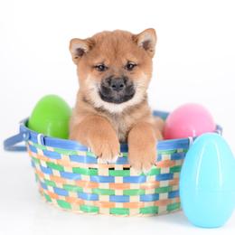 Hanz -FULL AKC REGISTRATION- - Red male Shiba Inu puppy in Neosho, Missouri from Kenny Cave K9s