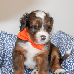 Australian Mountain Doodle, Australian Shepherd, Bernedoodle, Labradoodle, and Poodle Puppies from Island View Poodles & Doodles