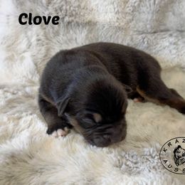 Clove - Black tri female Miniature Australian Shepherd puppy in Garden Plain, Kansas from Krazy K Aussies