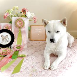 Jindo All Grown Up from Hwarang Kennel Korean Jindo | 화랑 진돗개
