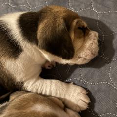Harrier Puppies from Darkfire Harriers