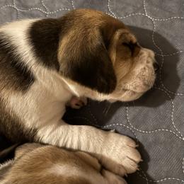 Harrier Puppies from Darkfire Harriers