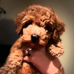 Kodak - Poodle