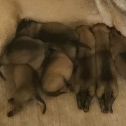 Belgian Malinois from K9 Malinois Hawaii