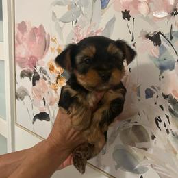 Male 1 - Black and tan male Yorkshire Terrier puppy in Kissimmee, Florida from Bebe AKC Puppies