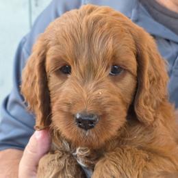 Persephone - dark pink collar - Sophie - Red  female Goldendoodle puppy in Phoenix, Arizona from Kerri's Goldendoodles
