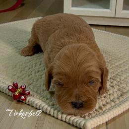 Tinkerbell - Red female Cavapoo puppy in Miami, Florida from Mario’s Pups