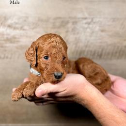 Kayden - Red  male Goldendoodle puppy in Abilene, Texas from Mesquite Kennels