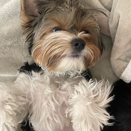 Gucci - Biewer Terrier