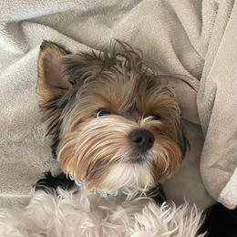 Gucci - Biewer Terrier