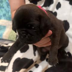 Red collar - Black female Pug puppy in Deer Park, Texas from Butler Pugs and Frenchies