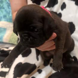 Red collar - Black female Pug puppy in Deer Park, Texas from Butler Pugs and Frenchies