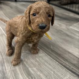 Slinky-yellow collar-3 open spots left - Red  male Goldendoodle puppy in Chino Valley, Arizona from Whiskey Row Royals