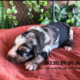 Sierra - Blue merle female Miniature Australian Shepherd puppy in Apache Junction, Arizona from Circle T Mini Aussies
