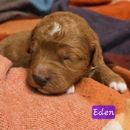 Eden - Red  female Goldendoodle puppy in Hendersonville, Tennessee from Ben's Best Buddy Goldendoodles