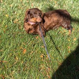 Fudge - Dachshund