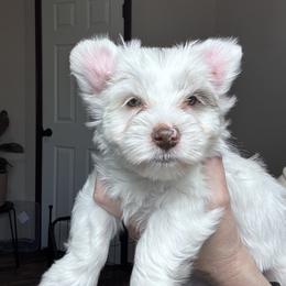Oliver - Tan and white male Yorkshire Terrier puppy in Cleveland, Tennessee from Simply Southern Yorkies