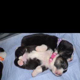 Amber - Black and tan female Pembroke Welsh Corgi puppy in Ruidoso, New Mexico from Ruidoso's Crowned Companions
