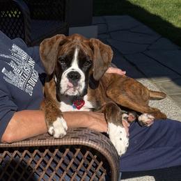 Boxer All Grown Up from Rorschach Boxers