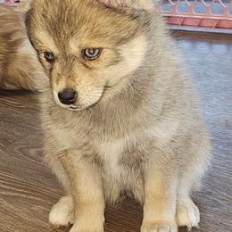Ginger - Wolf sable female Pomsky puppy in Edmonton, Kentucky from Spillman's Specialty Breeding