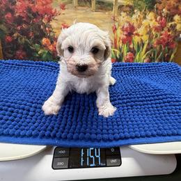 Austin - Parti male Maltipoo puppy in Lawrenceburg, Tennessee from LUV Poodles and Maltipoos