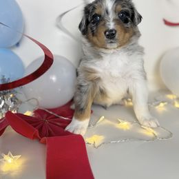 Australian Shepherd Puppies from Scottstead Aussies
