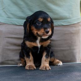 Bingo - Black and tan male English Cocker Spaniel puppy in Lake City, Florida from Ryndal & Co.