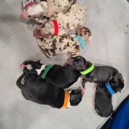 Australian Shepherd Puppies from Whitfarm Aussies