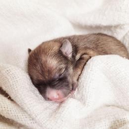 Bowser - Wolf sable male Pomsky puppy in Sand Coulee, Montana from Big Sky Pomskies