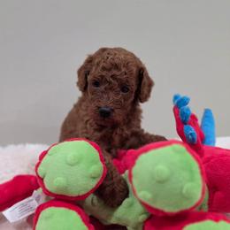 Freedom (AKC) - Red  male Poodle puppy in Rainbow City, Alabama from Spinks Poodles