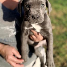 Girl 3 - Gray female Cane Corso puppy in Granbury, Texas from Revolutions Kennel