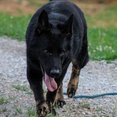 Archie - German Shepherd