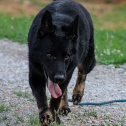 Archie - German Shepherd