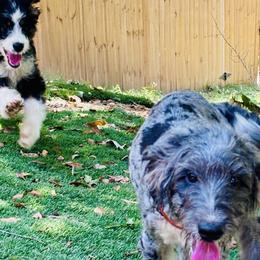 Aussiedoodles, Goldendoodles, and Labradoodles from Loyal Doodles