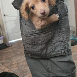 Tilly - Red female Dachshund puppy in Lake City, Florida from Ballad of Dachshunds