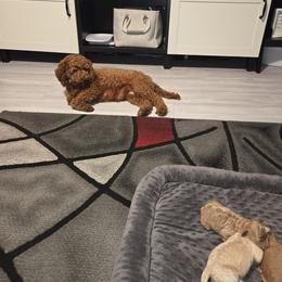Goldendoodle Puppies from House of Doodles