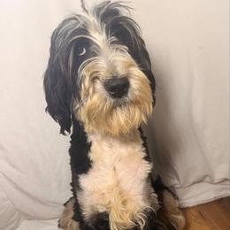 Lucy - Bernedoodle