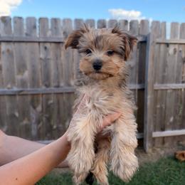 Rosie - Sable female Yorkshire Terrier puppy in Beulaville, North Carolina from Sunset Ranch