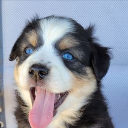 Zyan Australian Shepherd - male Australian Shepherd puppy in Limestone, Tennessee from Pilot Hill Teddy Bear Puppies