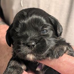 Micky - Grizzle male Lhasa Apso puppy in Fort Worth, Texas from Cynthia's Lhasa Apsos
